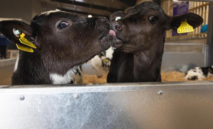 Calves
